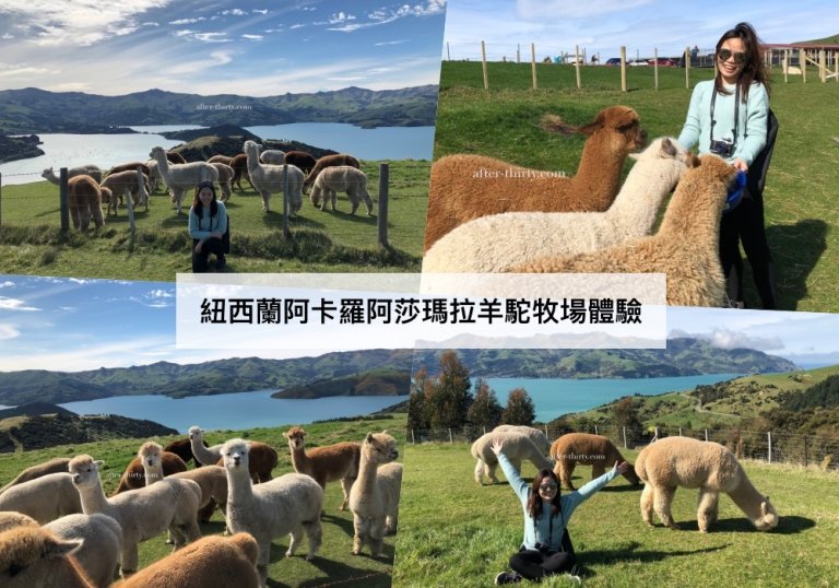 阿卡羅阿 莎瑪拉羊駝牧場體驗之羊駝好萌-紐西蘭南島景點 Akaroa Shamarra Alpacas Farm Tour