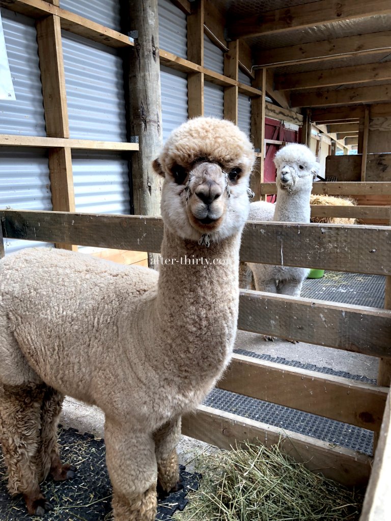 akaroa shamarra alpacas farm tour