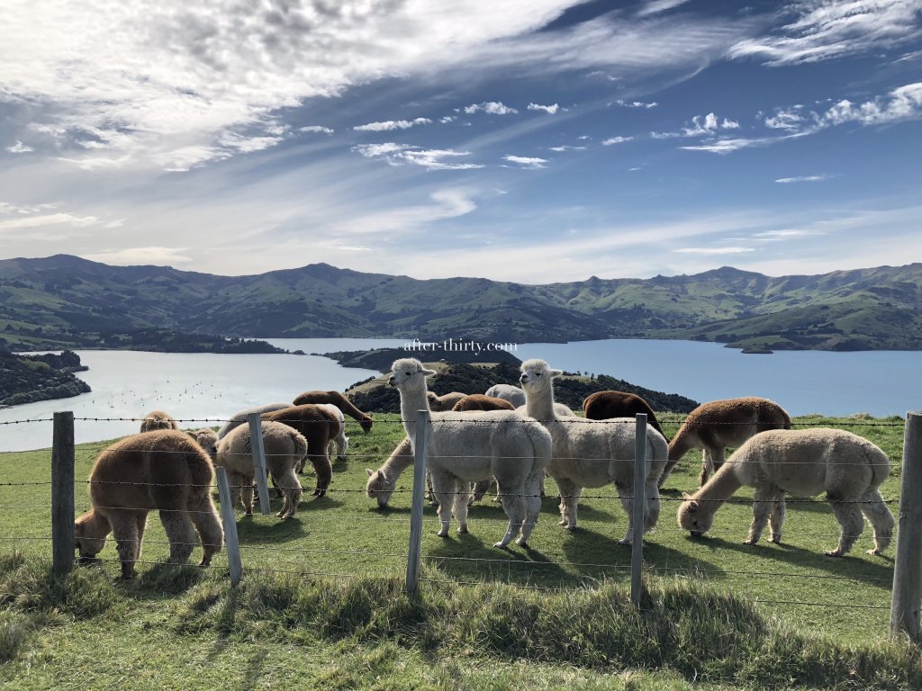紐西蘭阿卡羅阿莎玛拉羊駝牧場