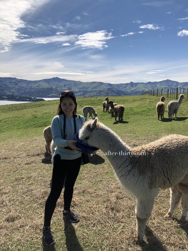 紐西蘭阿卡羅阿莎玛拉羊駝牧場