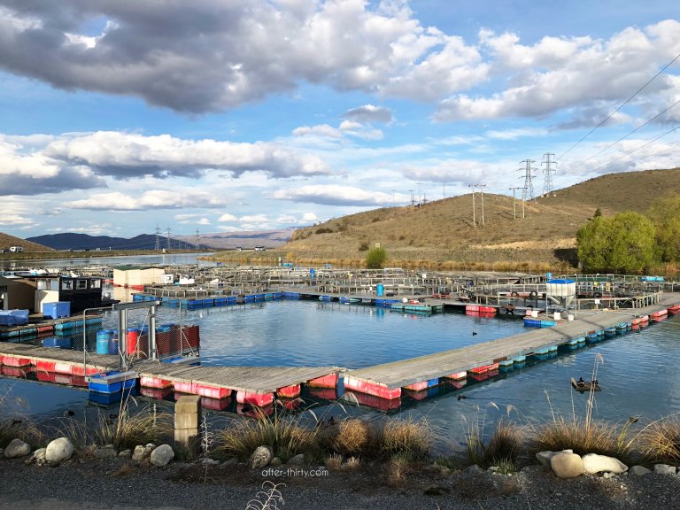 紐西蘭景點【高山鮭魚農場】免費餵鮭魚Twizel High Country Salmon