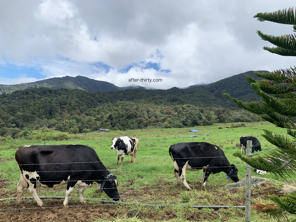 desa cattle dairy farm