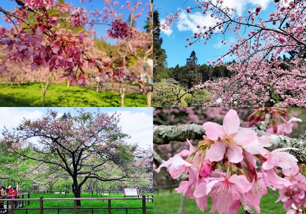 阿里山賞櫻花季節
