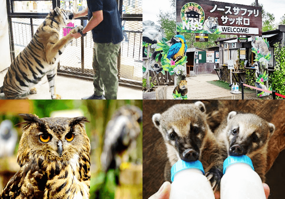 札幌景點 North Safari Sapporo 動物園