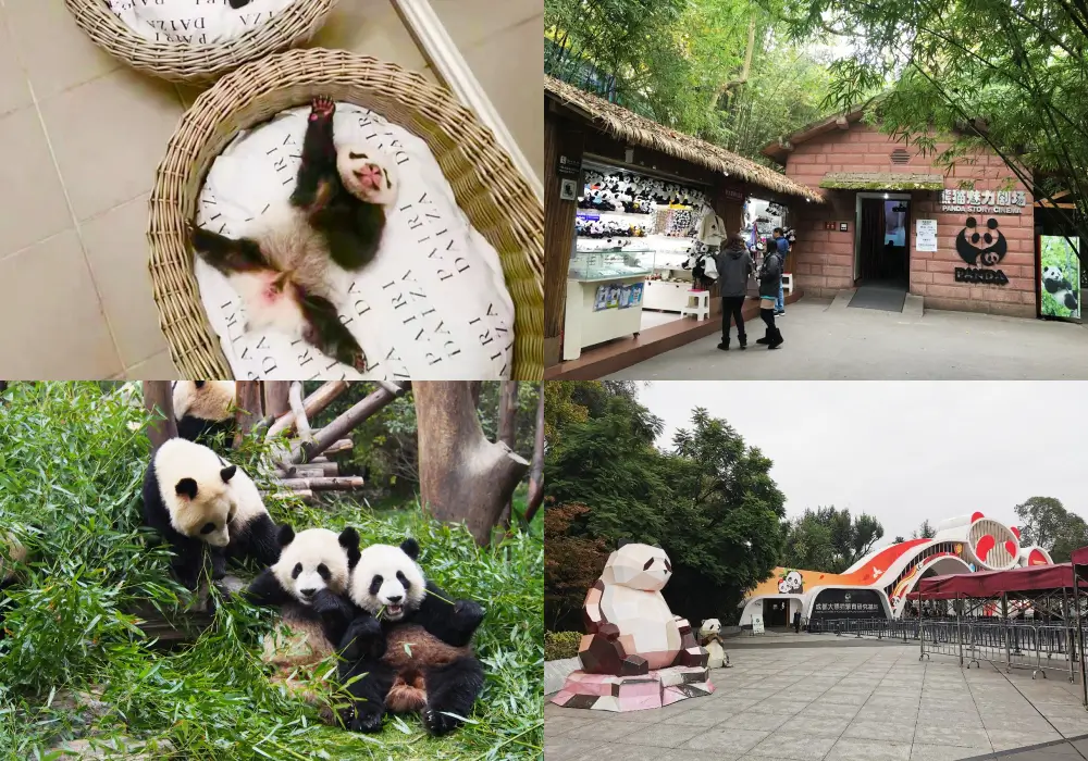 成都大熊貓繁育研究基地 