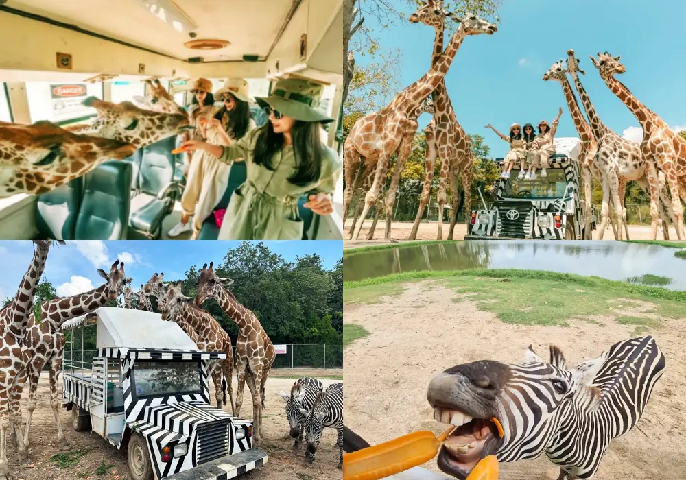 曼谷親子景點 北碧野生動物園 Safari Park Kanchanaburi