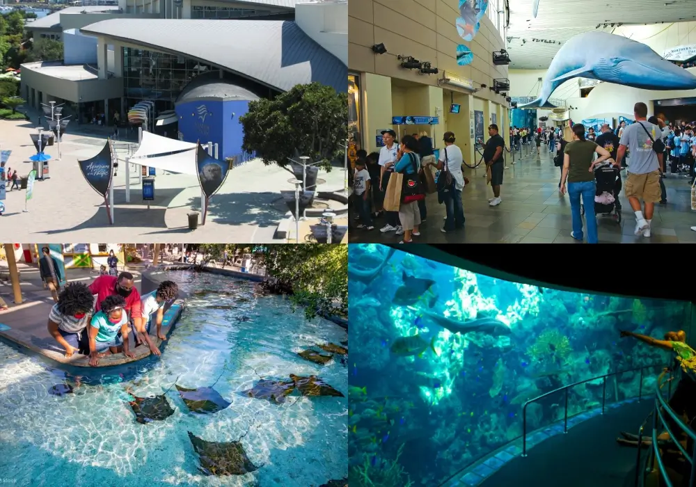 美國主題樂園 太平洋水族館 Aquarium of the Pacific