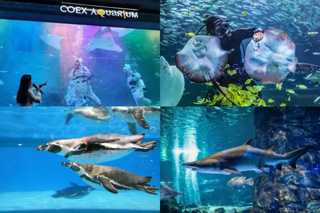 韓國主題樂園 COEX 水族館