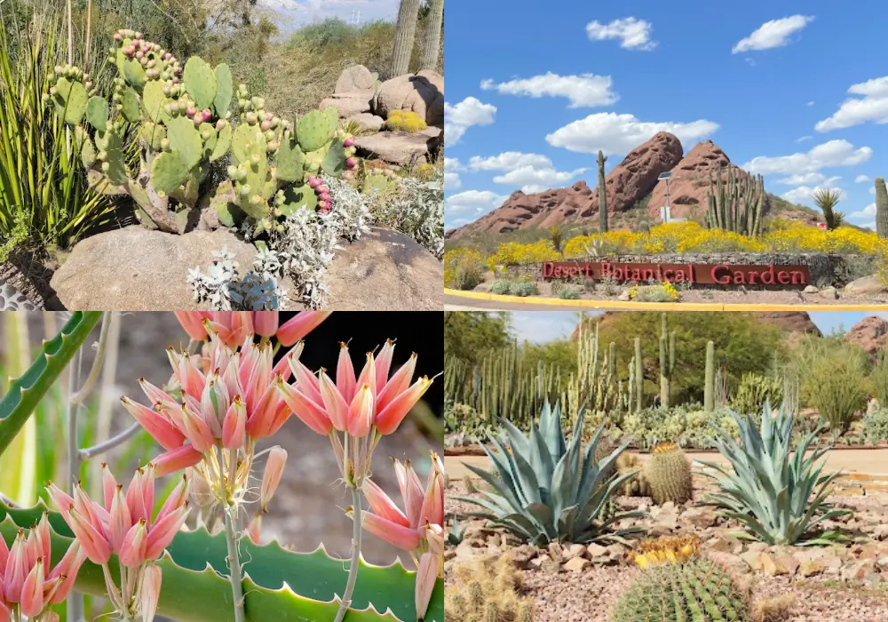 沙漠植物園 Desert Botanical Garden