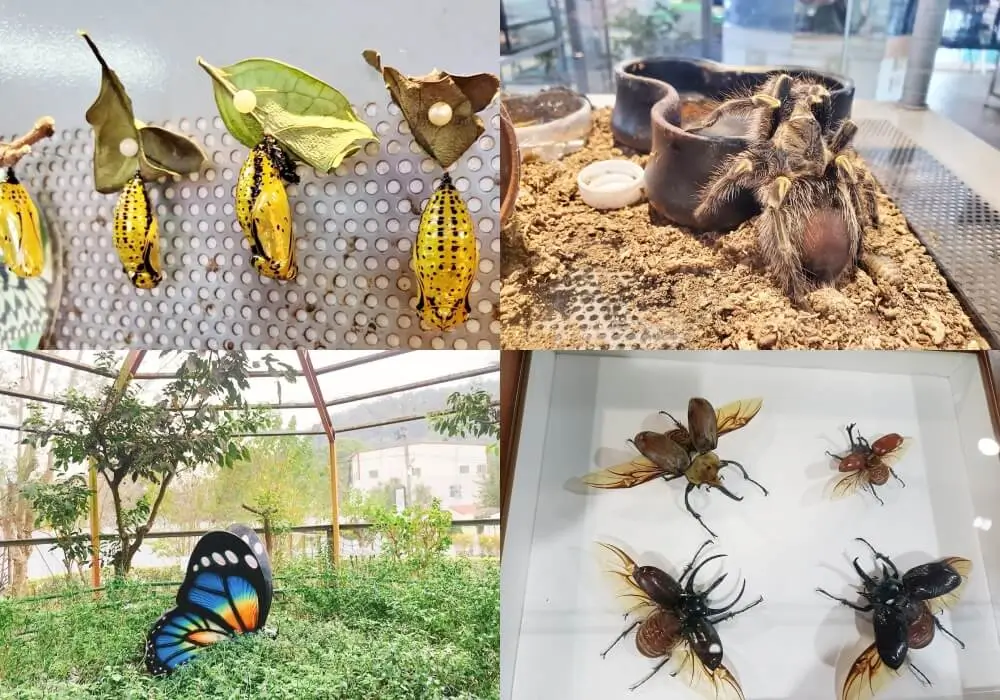 蝴蝶小鎮生態休閒園區-木生昆蟲博物館