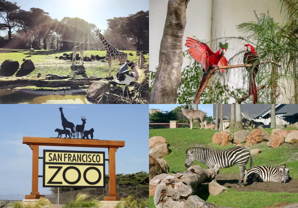 舊金山動物園 San Francisco Zoo