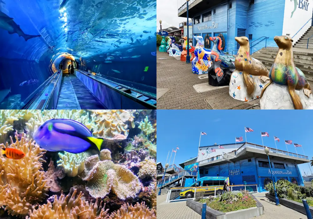 舊金山海灣水族館 Aquarium of the Bay