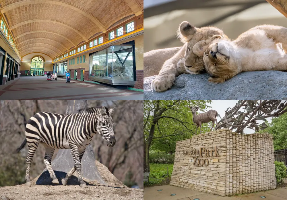 林肯公園動物園 Lincoln Park Zoo