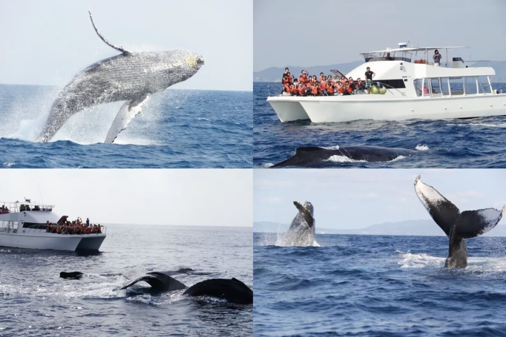 沖繩賞鯨體驗