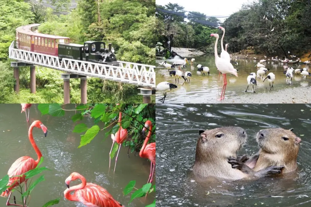 沖繩名護自然動植物公園